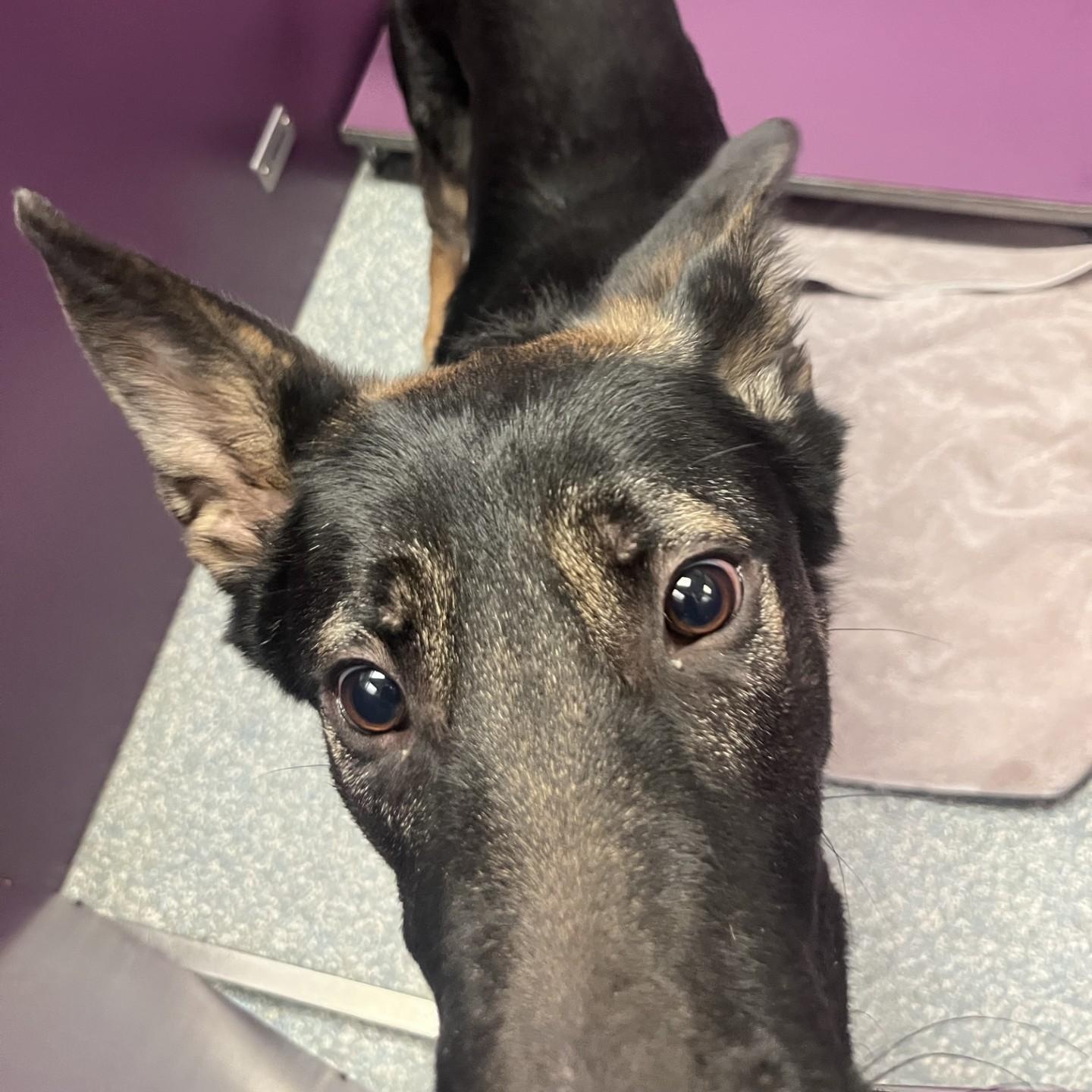 Enlarge Apollo, an adopted German Shepherd Dog in Allen, TX image 4/4