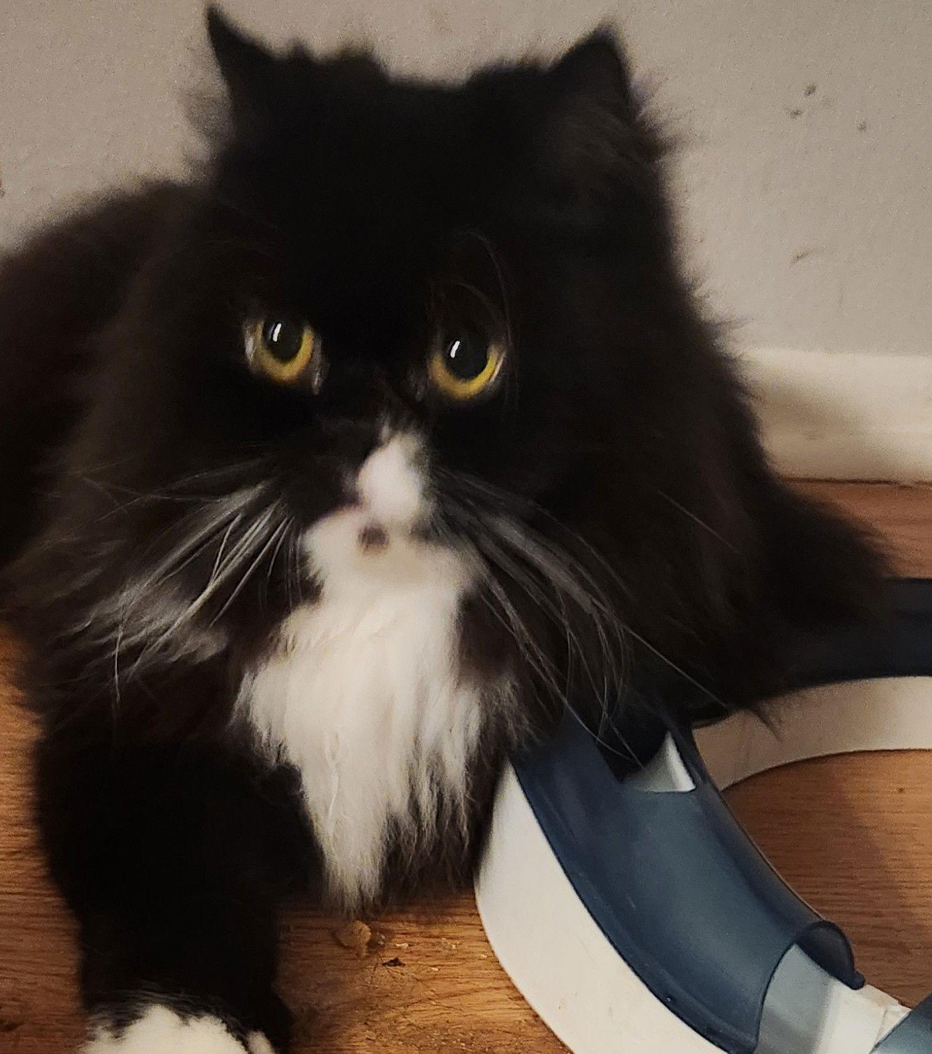 Enlarge Beau center foater, a Adopted Persian in Oakland Park, FL image 1/1