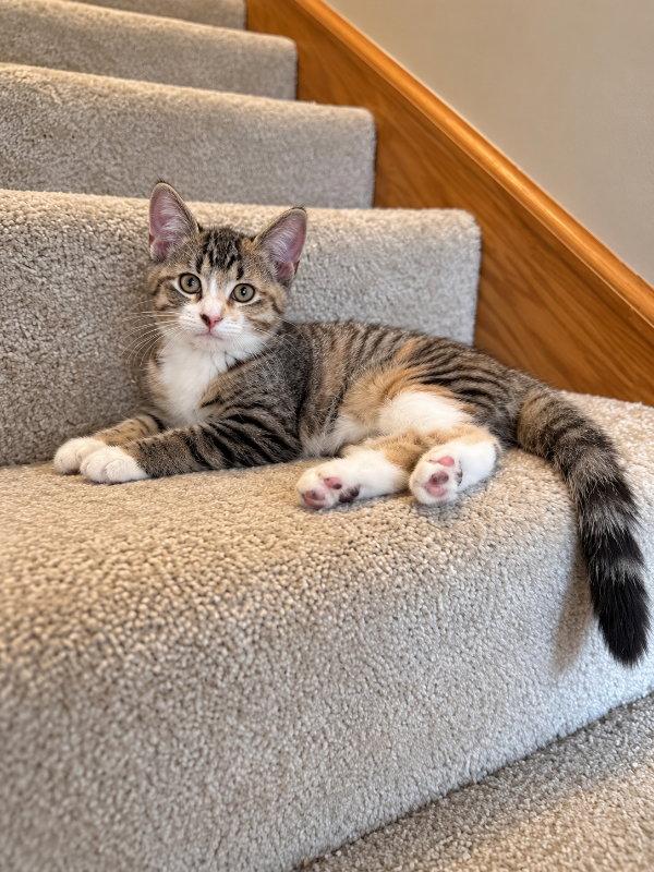 Enlarge Cora, a Adoptable mixed breed in Mankato, MN image 3/3