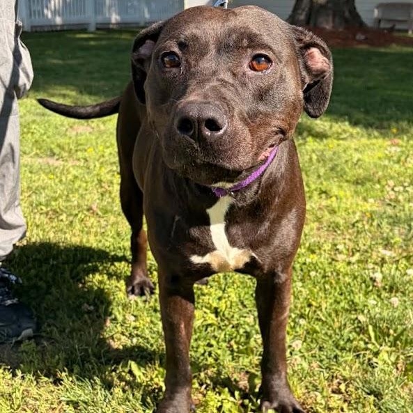 Kaia, an adopted mixed breed in Waterloo, IA image 2/4