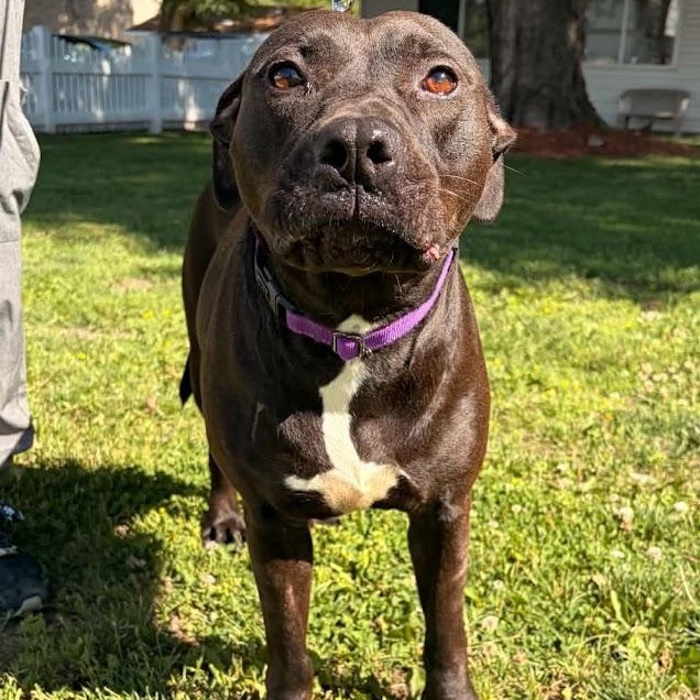 Kaia, an adopted mixed breed in Waterloo, IA image 3/4