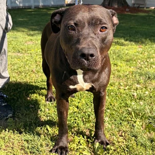 Kaia, adopted, Adult Female Pit Bull Terrier.