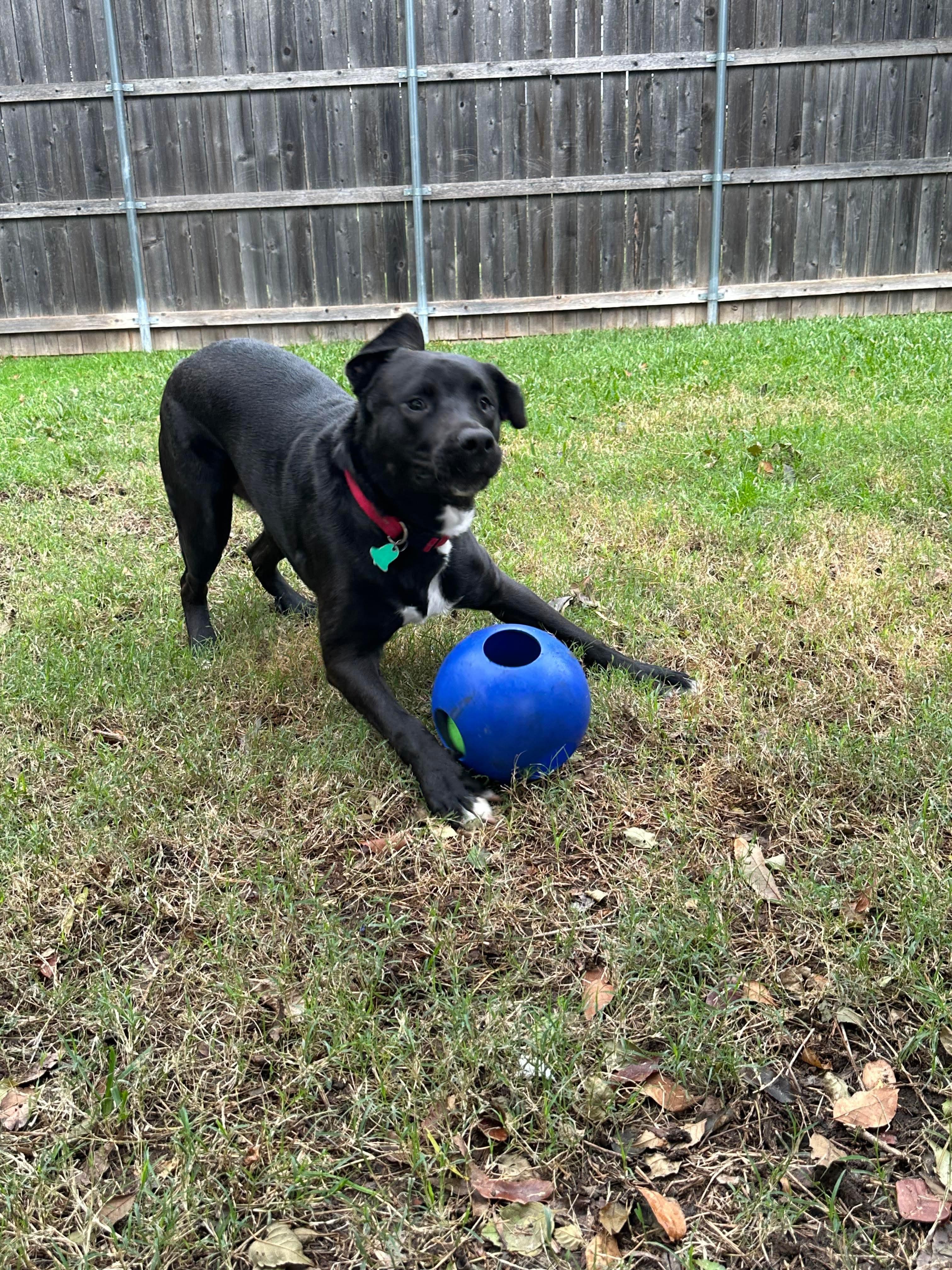 Ziggy — thumbnail 2