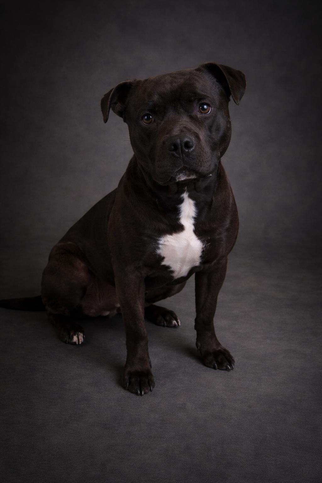Jenkins , ADOPTABLE, Adult Male American Staffordshire Terrier.