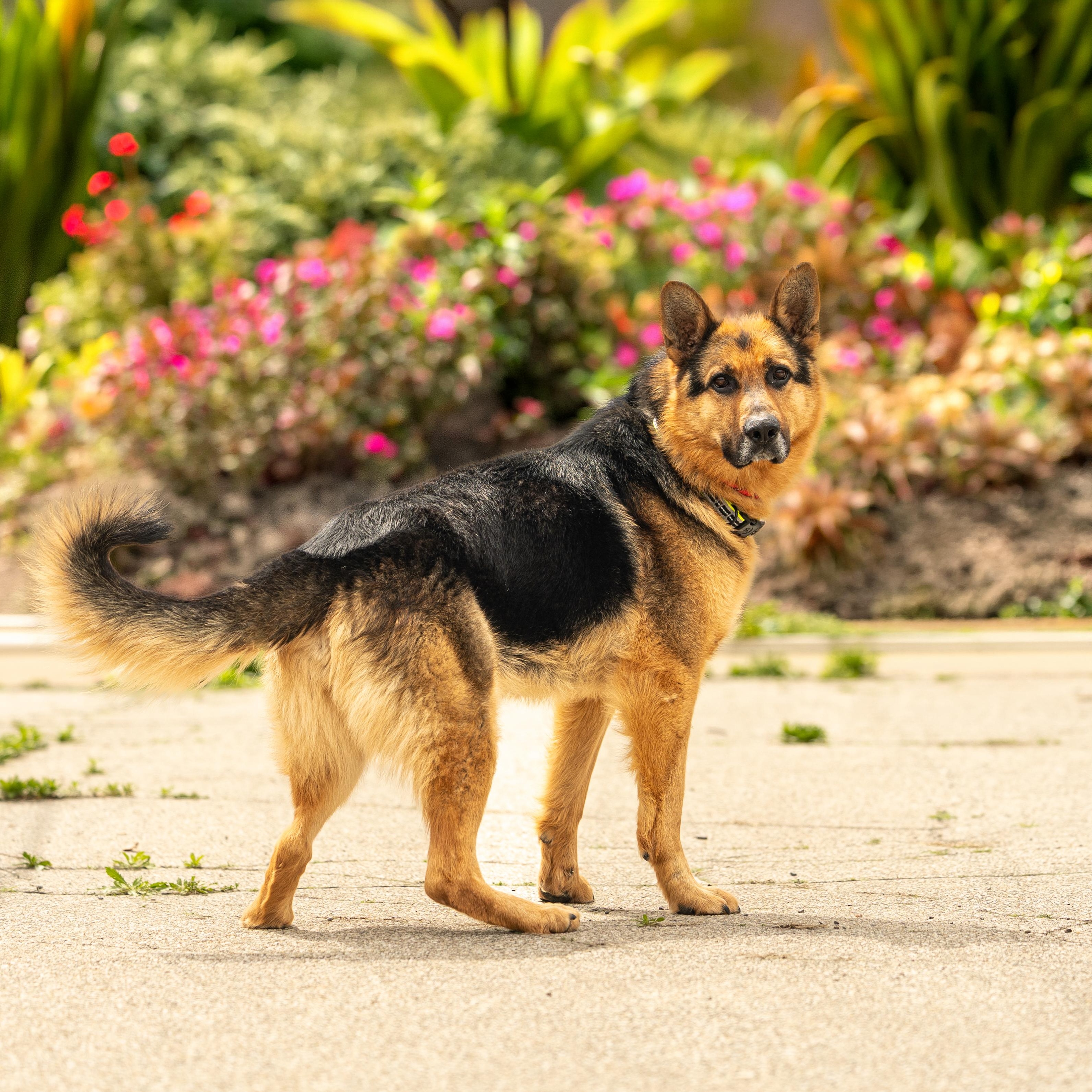 Gino, a ADOPTABLE German Shepherd Dog in Oak Park, MI image 2/2