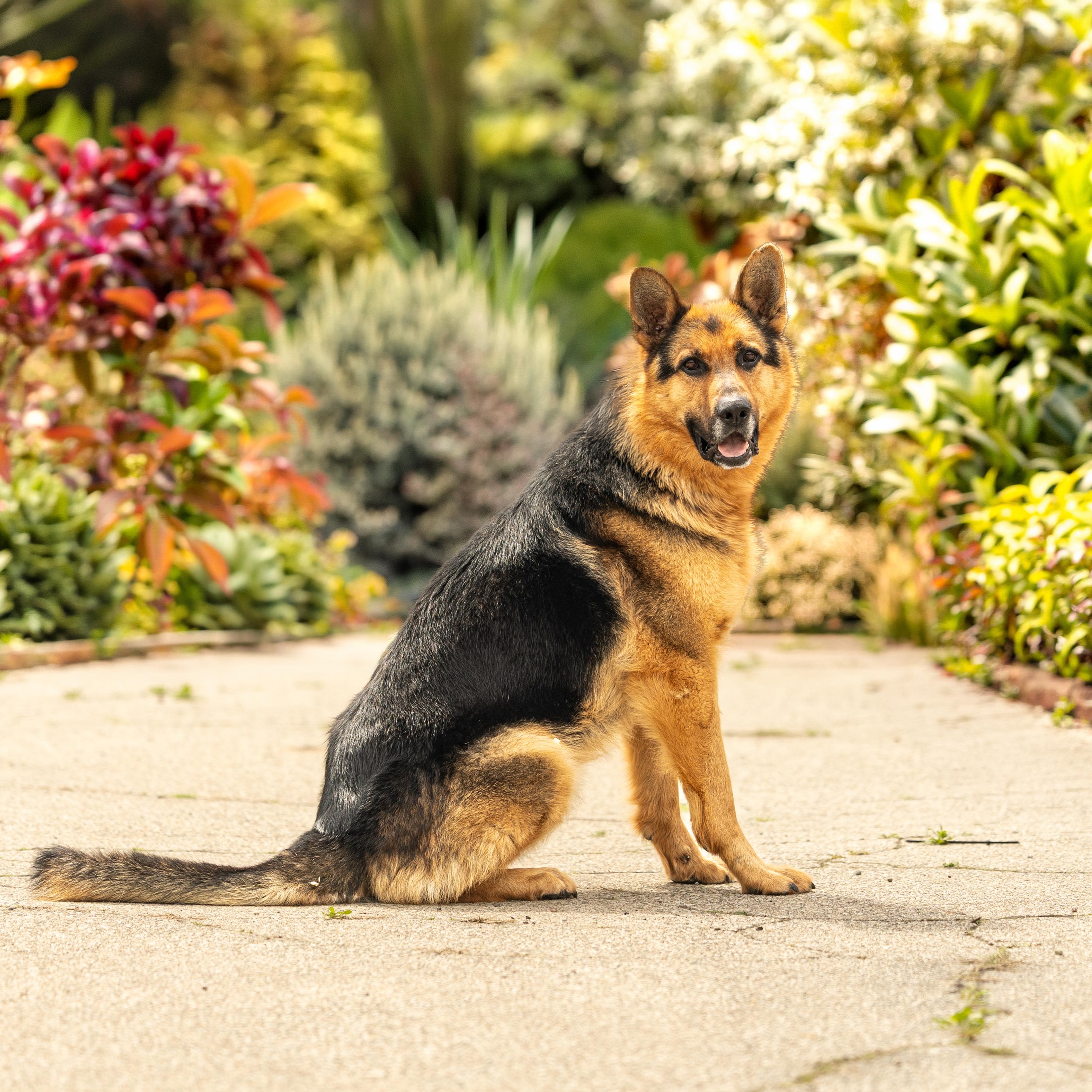 Gino, a ADOPTABLE German Shepherd Dog in Oak Park, MI image 1/2