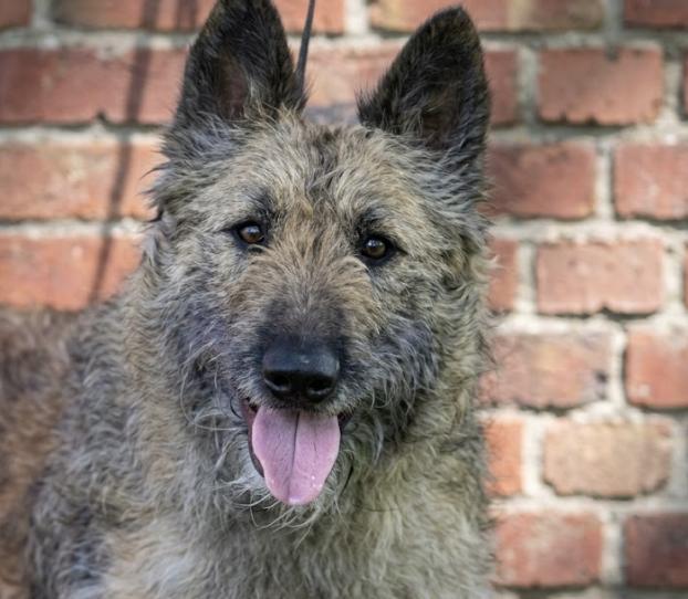 Enlarge Leo, a Adopted Belgian Shepherd / Laekenois in Nashville, TN image 1/1