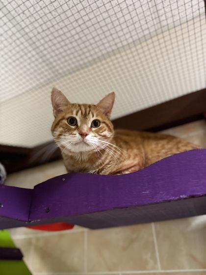 Enlarge Dave, a ADOPTABLE Domestic Short Hair in Dodgeville, WI image 1/1