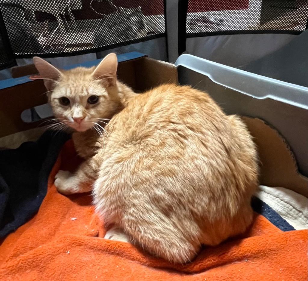 Scotch, Adoptable, Young Male Domestic Medium Hair.