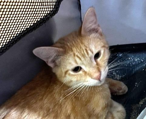 Scotch, Adoptable, Young Male Domestic Medium Hair.