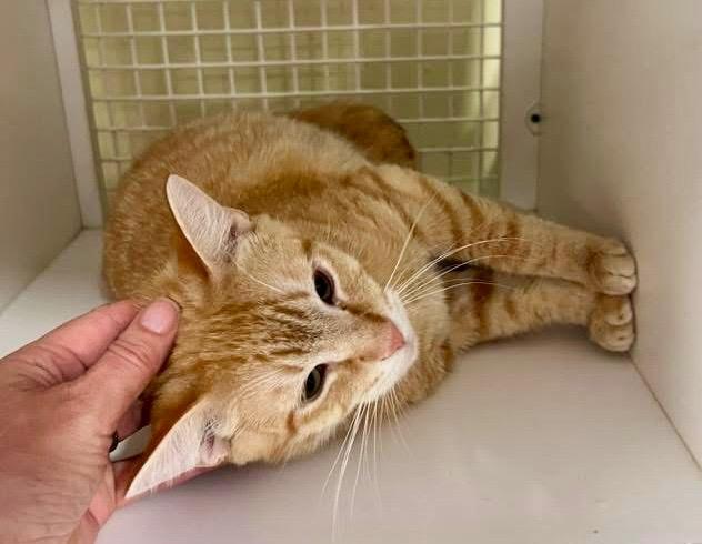 Enlarge Scotch, a Adoptable mixed breed in Ogden, UT image 2/6