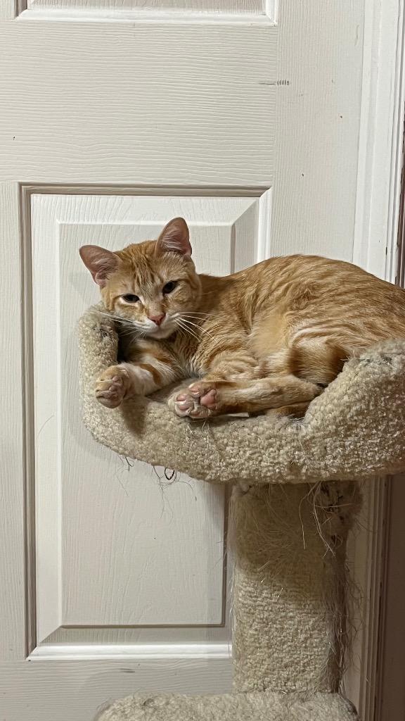 Enlarge Scotch, a Adoptable mixed breed in Ogden, UT image 3/6