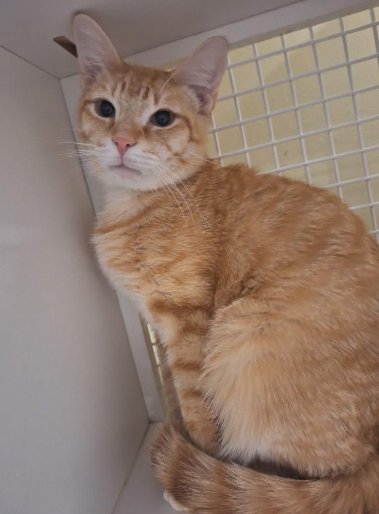 Enlarge Scotch, a Adoptable mixed breed in Ogden, UT image 4/6