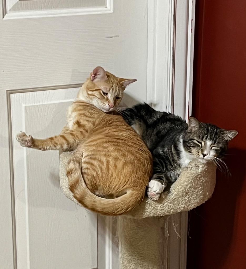 Enlarge Scotch, a Adoptable mixed breed in Ogden, UT image 5/6