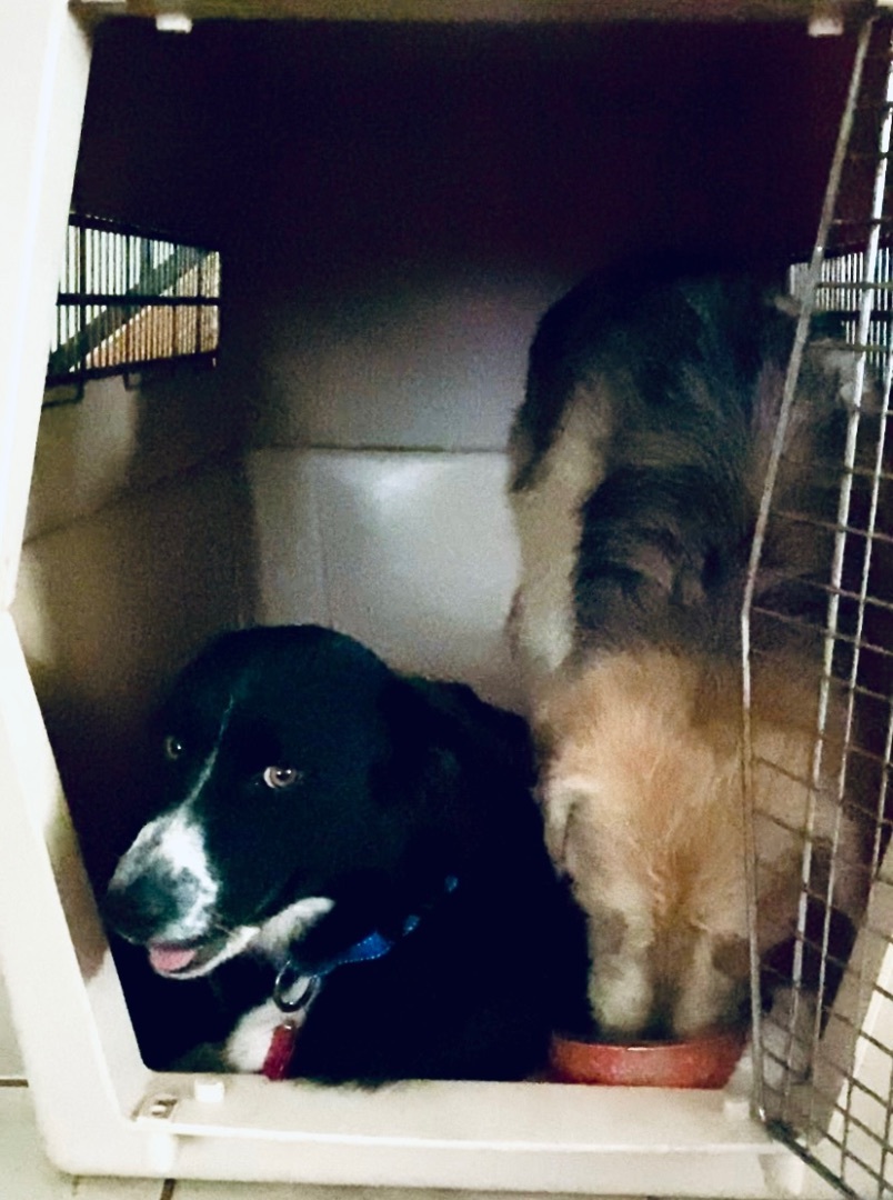 BAYLEE, adoptable, Young Female Border Collie.