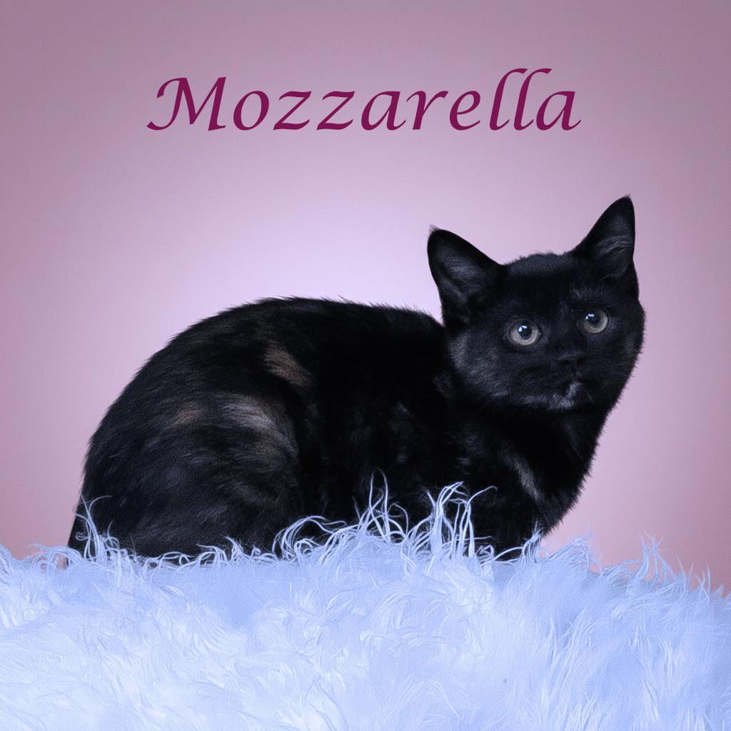 Enlarge Mozzarella C25-342, a Adoptable Domestic Short Hair in Lebanon, TN image 2/4
