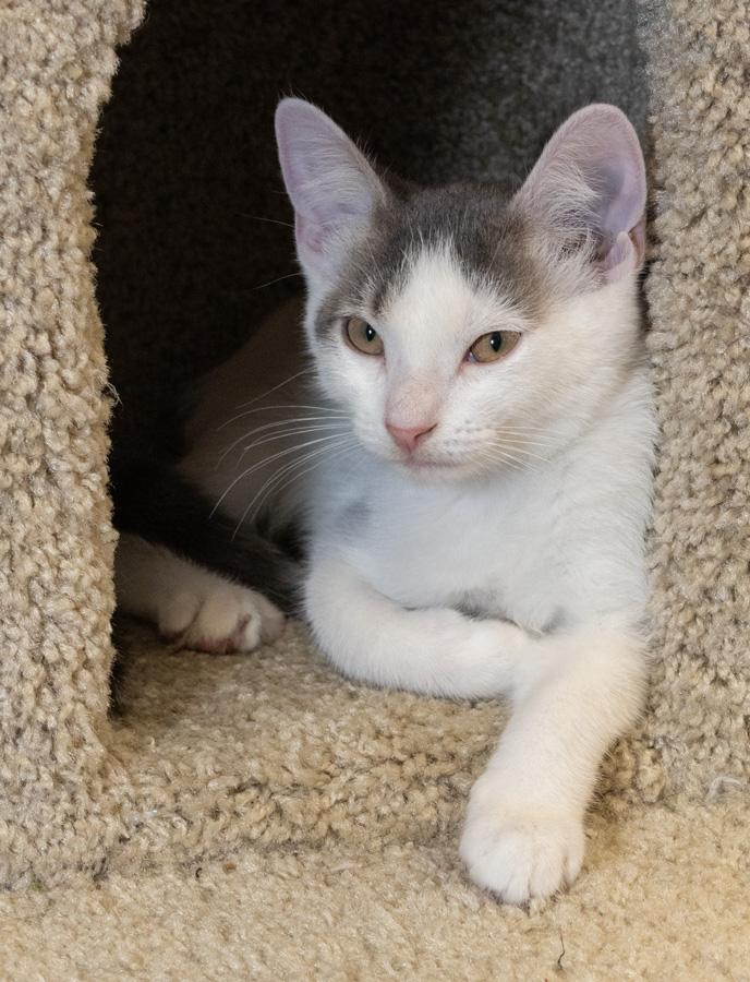 Candy, ADOPTABLE, Kitten Female Domestic Short Hair.