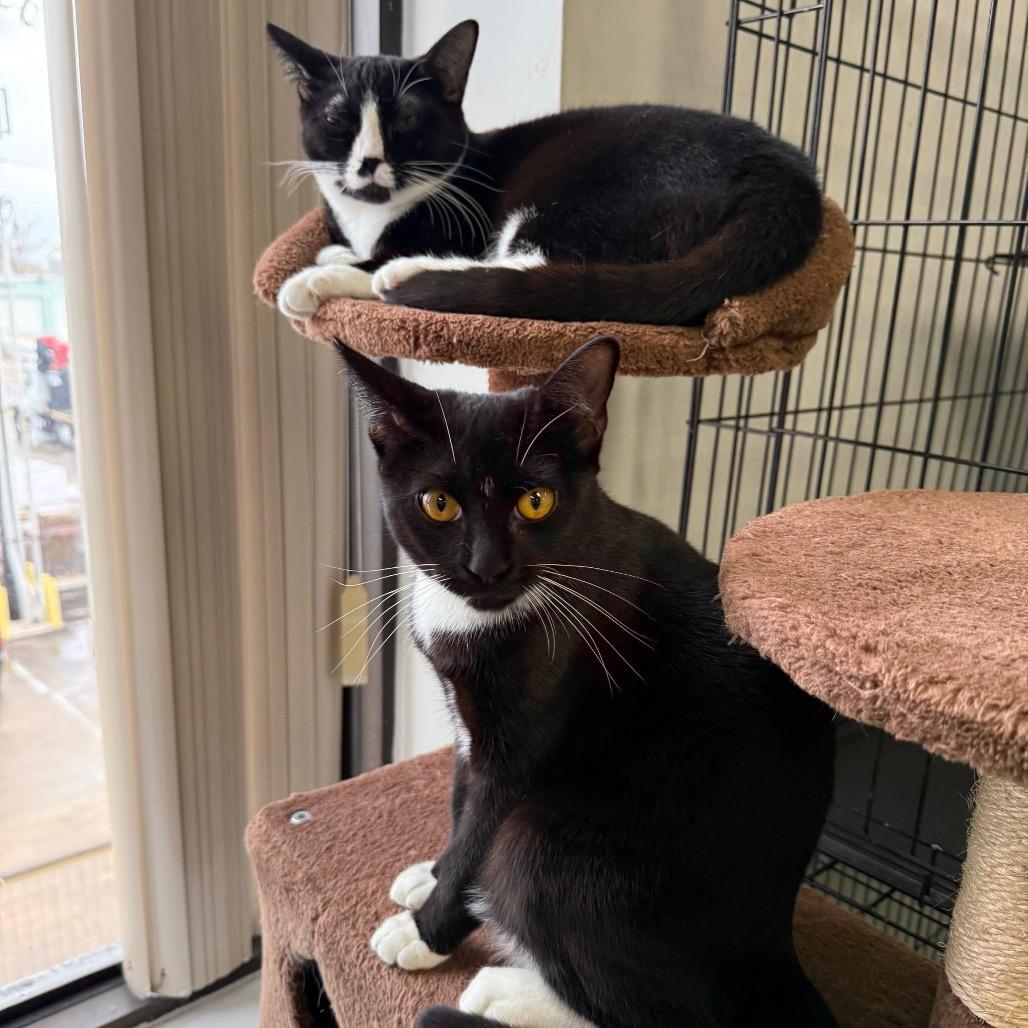 Enlarge Bootsy, a Adoptable American Shorthair in Houston, TX image 1/3