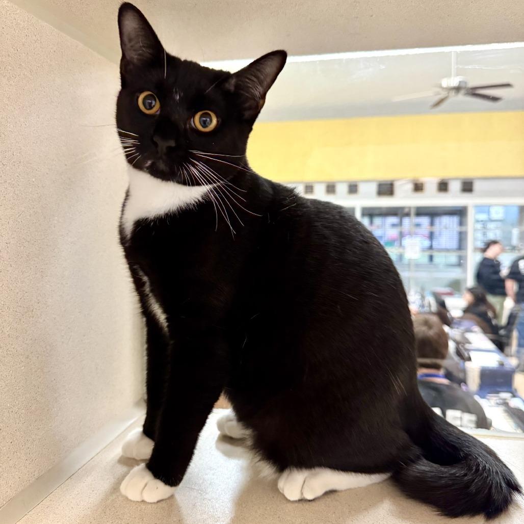 Enlarge Bootsy, a Adoptable American Shorthair in Houston, TX image 2/3