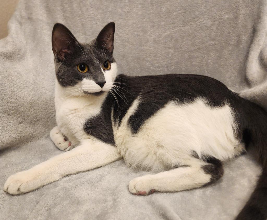 Mike, Adoptable, Young Male Domestic Short Hair.