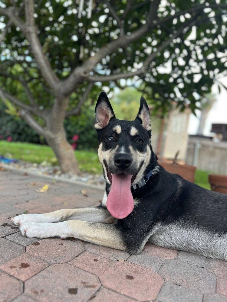 Alpo, fka Turbo, Adoptable, Young Male Siberian Husky & German Shepherd Dog.