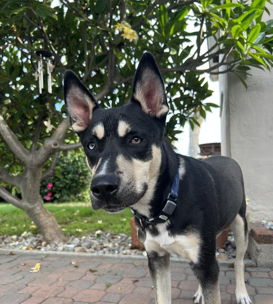 Alpo, fka Turbo, a Adoptable mixed breed image 2/4