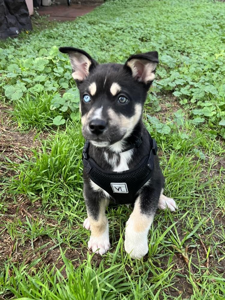 Alpo, fka Turbo, a Adoptable mixed breed image 3/4