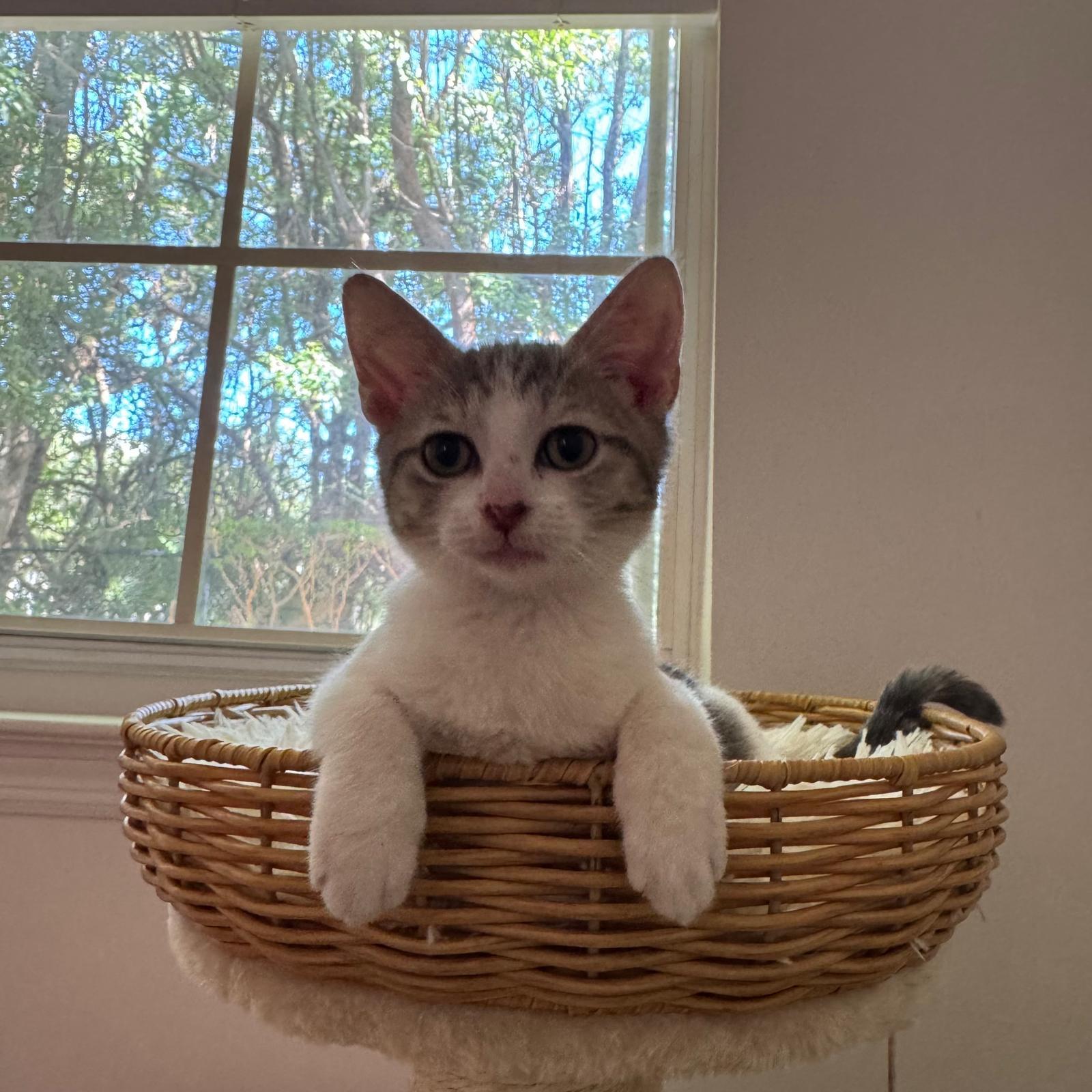 Enlarge Fern, a Adoptable Domestic Short Hair in Gainesville, FL image 2/4
