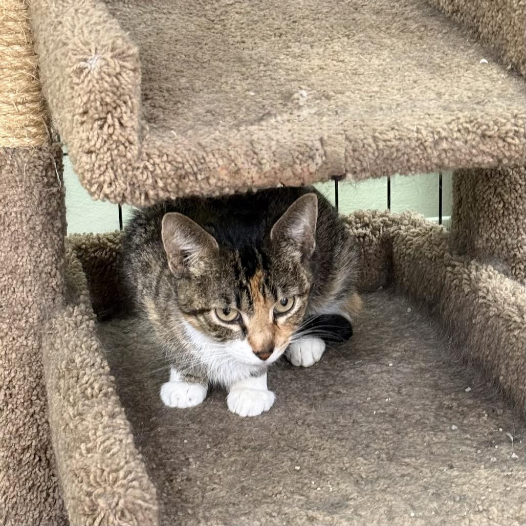 Aloha, Adoptable, Young Female Domestic Short Hair.