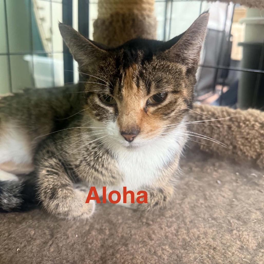 Aloha, a Adoptable Domestic Short Hair in Chillicothe, IL image 2/2