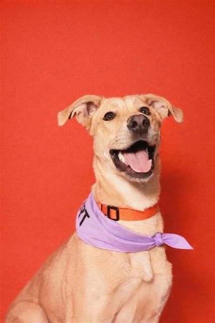 Enlarge AVERY, a Adoptable mixed breed in Ontario, CA image 1/1