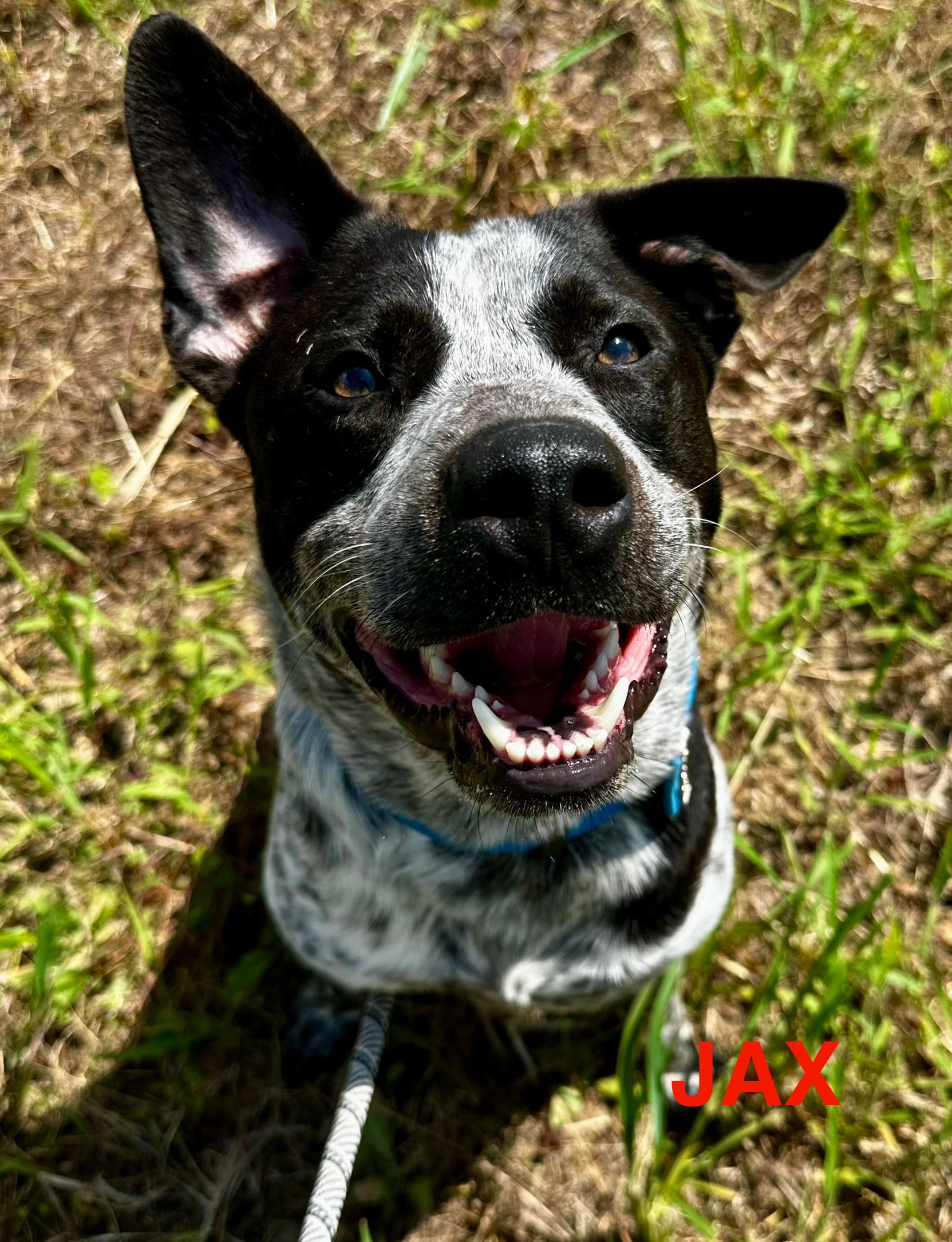 Jax