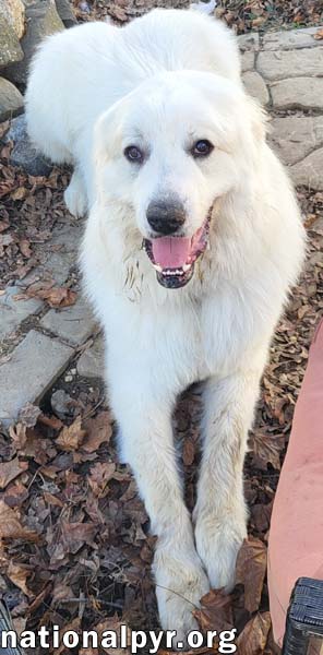 Asher in IN - Adorable & Cuddly Ball of Fluff! 2