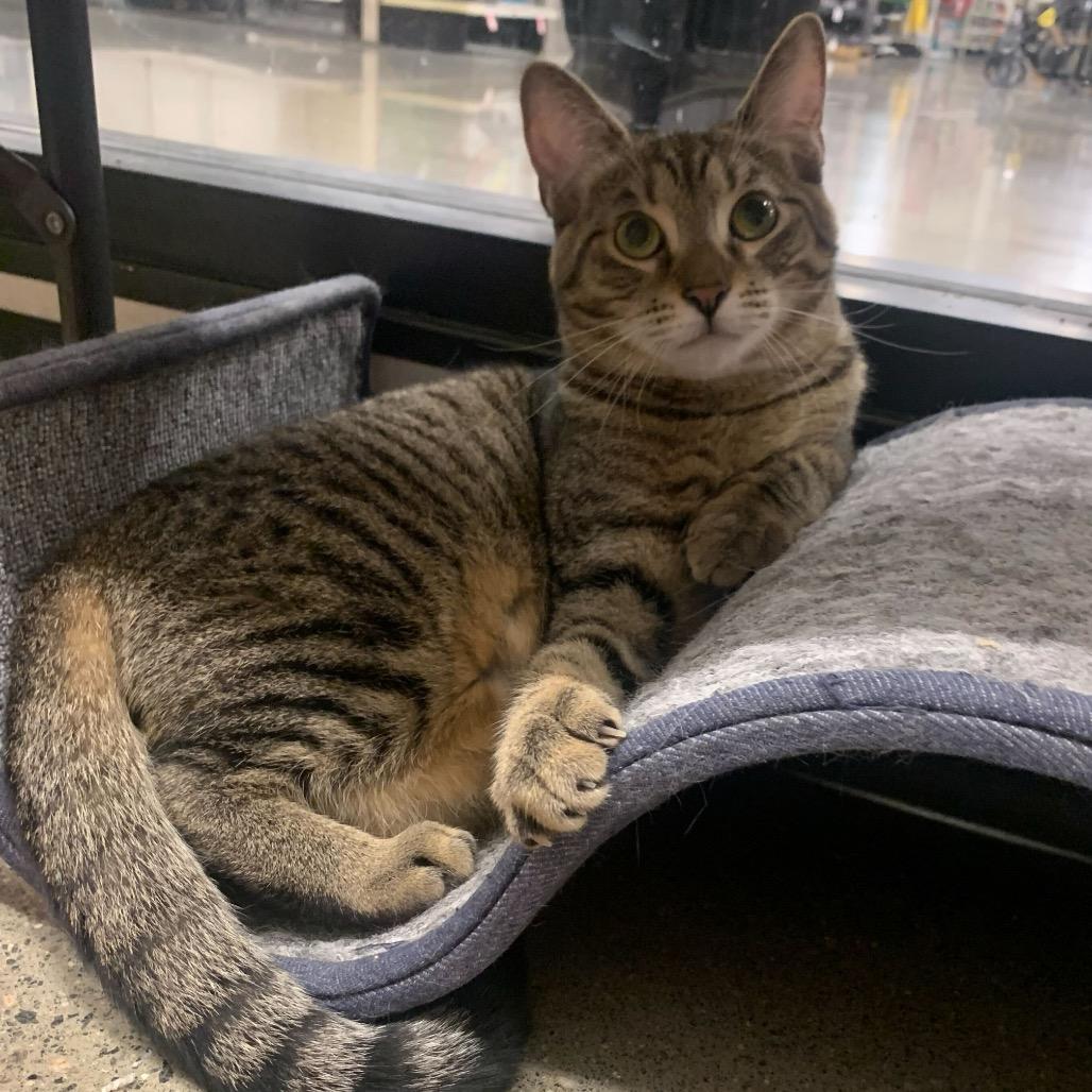 Snickers — thumbnail 2