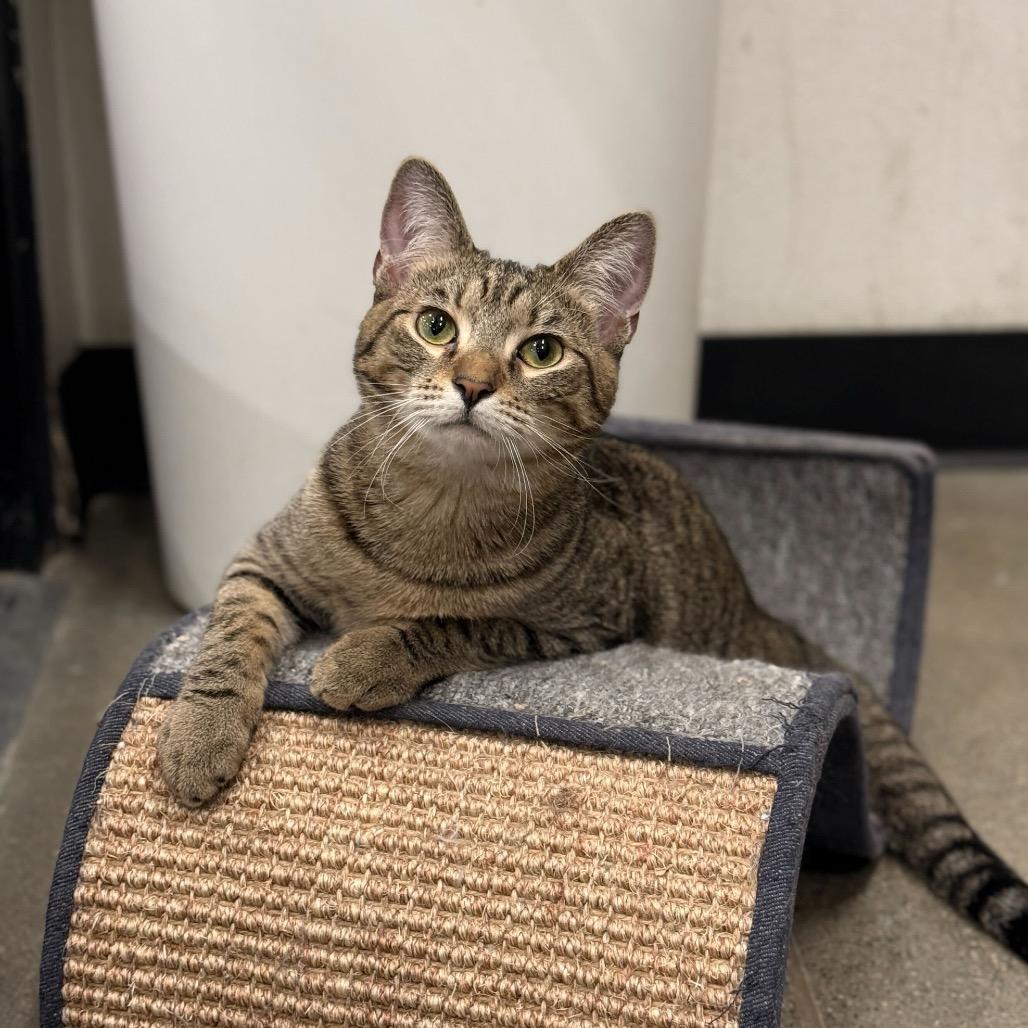 Snickers — thumbnail 3