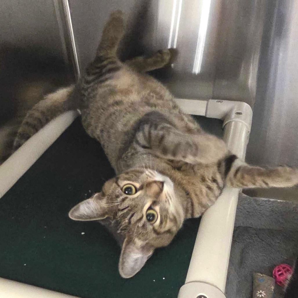 Snickers — thumbnail 5