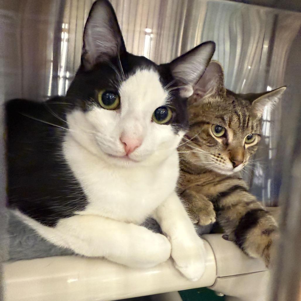 Snickers — thumbnail 6