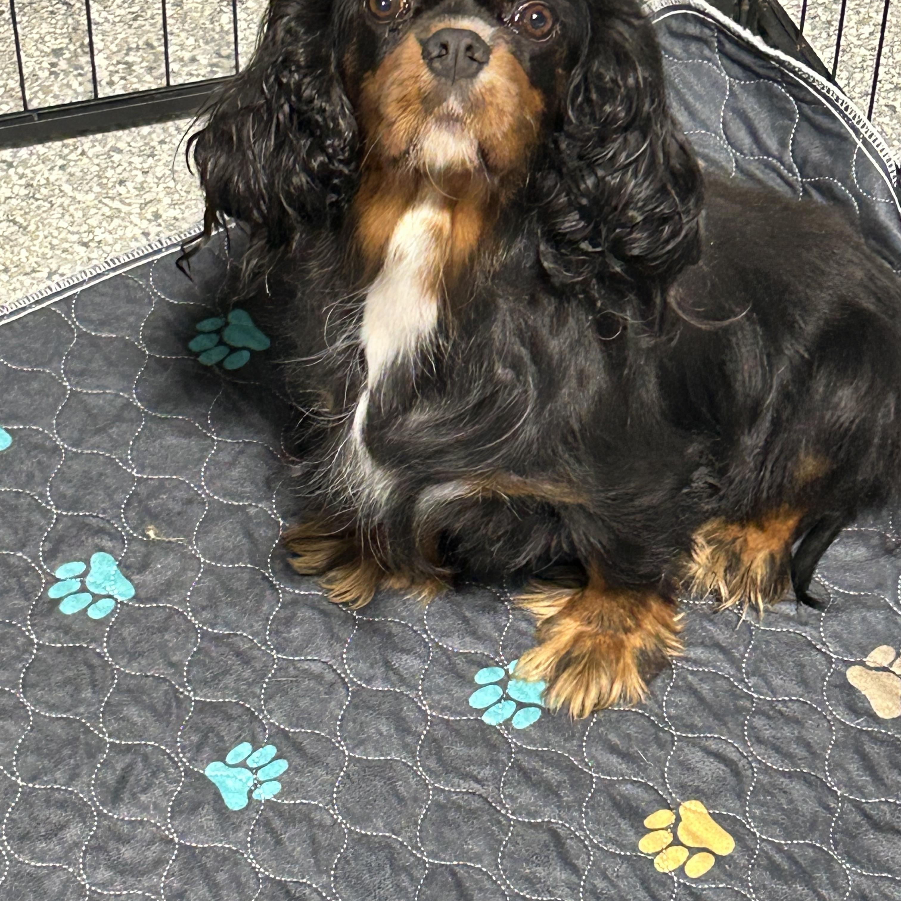 Enlarge Pending Friendly Joslyn, a Adoptable Cavalier King Charles Spaniel in Maumee , OH image 2/4