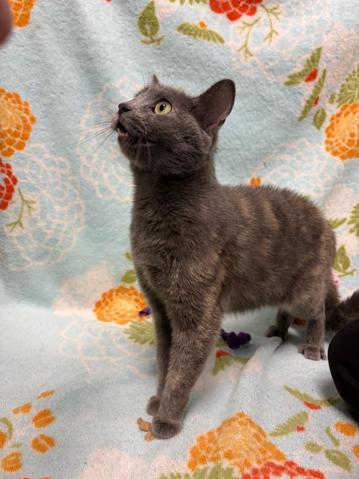 Enlarge Amber, a ADOPTABLE Domestic Short Hair in Urbana, IL image 2/2