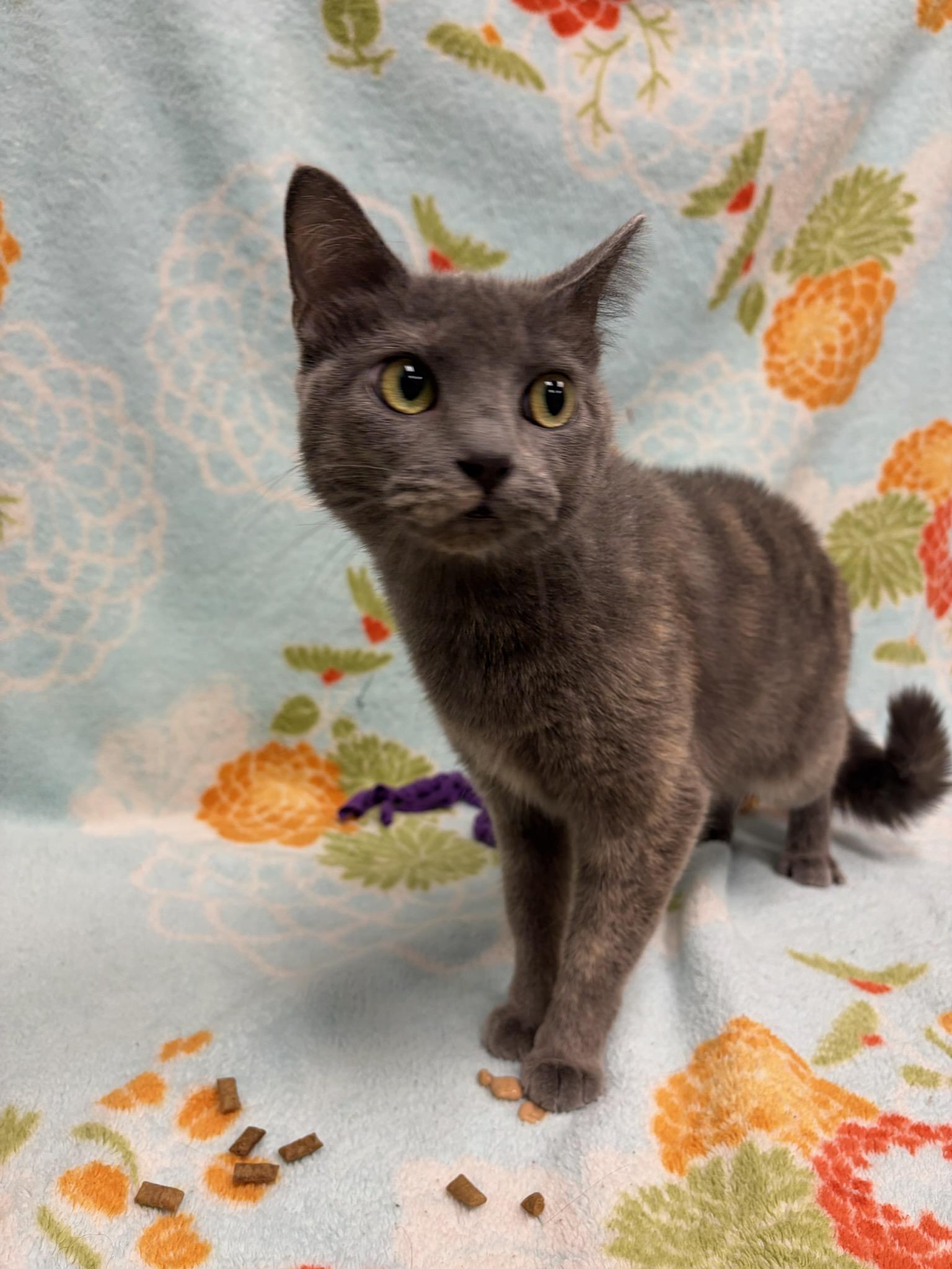 Amber, ADOPTABLE, Young Female Domestic Short Hair.