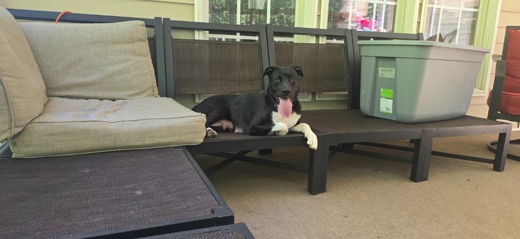 Enlarge Magic Mama, a Adoptable mixed breed in Raleigh, NC image 1/5