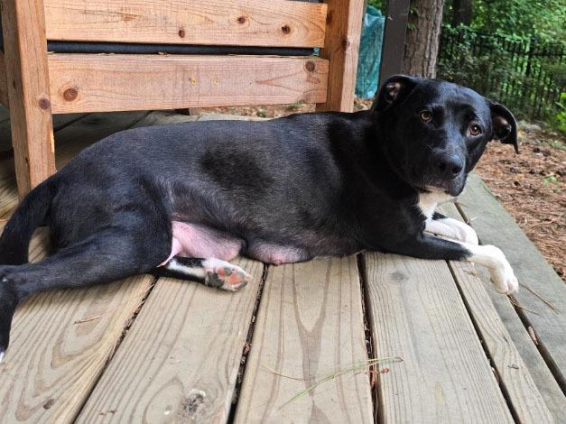 Enlarge Magic Mama, a Adoptable mixed breed in Raleigh, NC image 2/5
