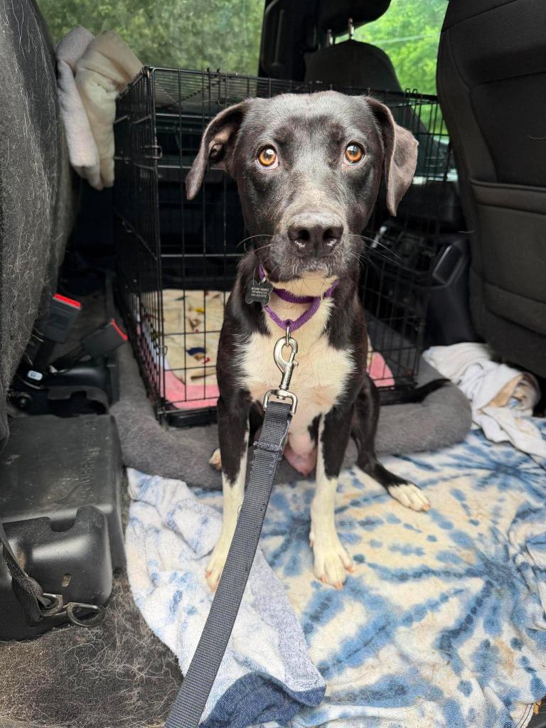 Enlarge Magic Mama, a Adoptable mixed breed in Raleigh, NC image 3/5