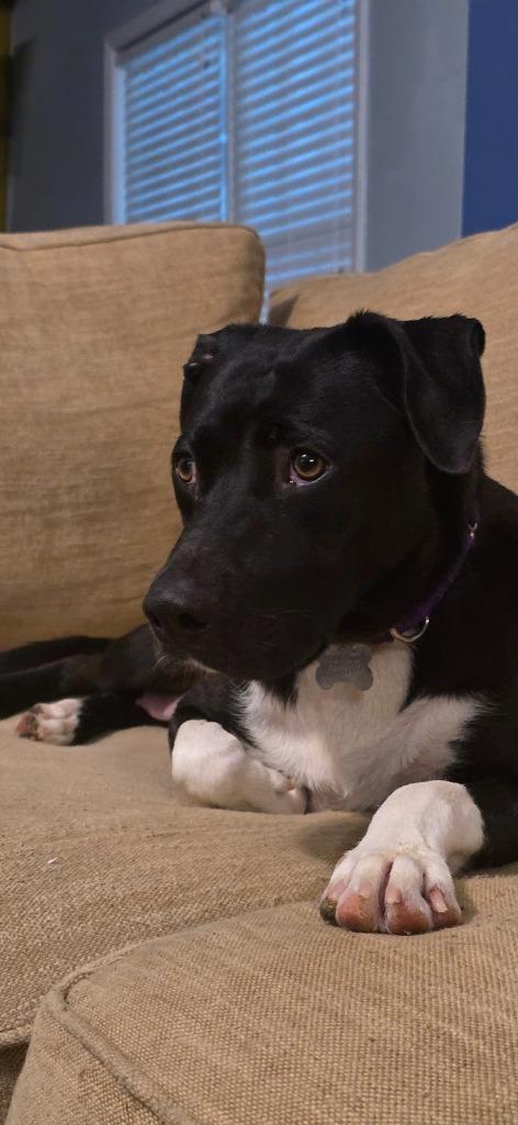 Enlarge Magic Mama, a Adoptable mixed breed in Raleigh, NC image 4/5