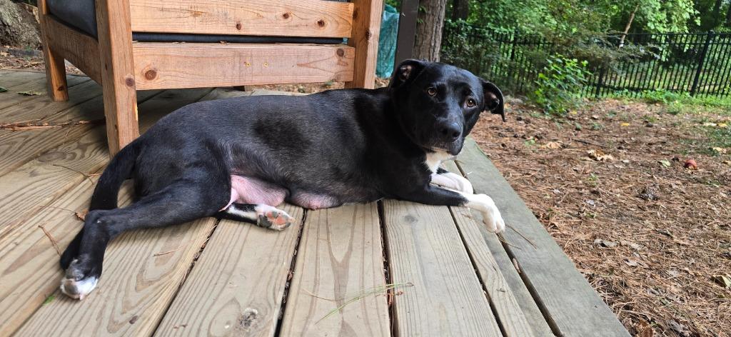 Enlarge Magic Mama, a Adoptable mixed breed in Raleigh, NC image 5/5