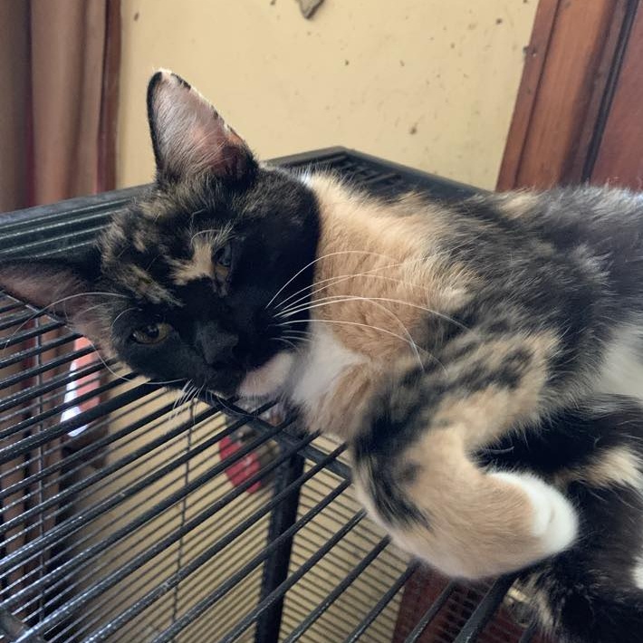 Smudge, a Adoptable Calico in Hawley, PA image 2/3