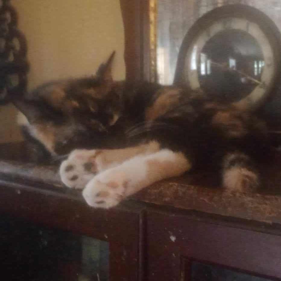 Smudge, a Adoptable Calico in Hawley, PA image 3/3