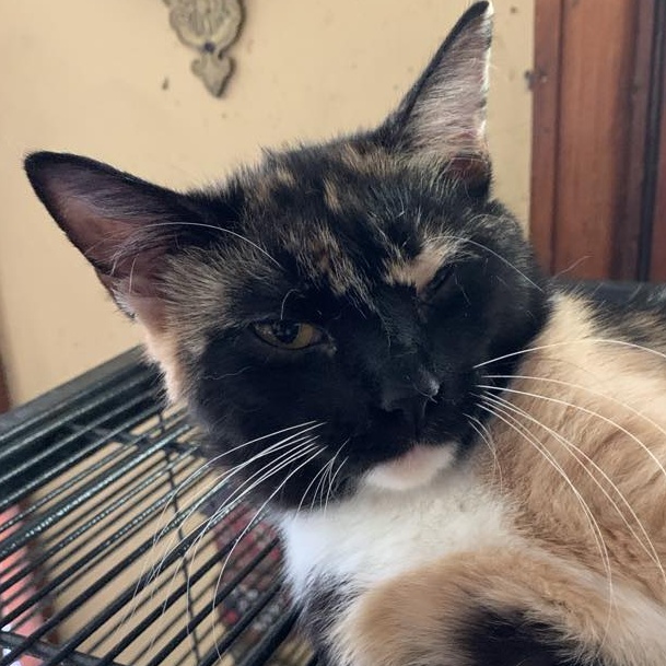 Smudge, a Adoptable Calico in Hawley, PA image 1/3