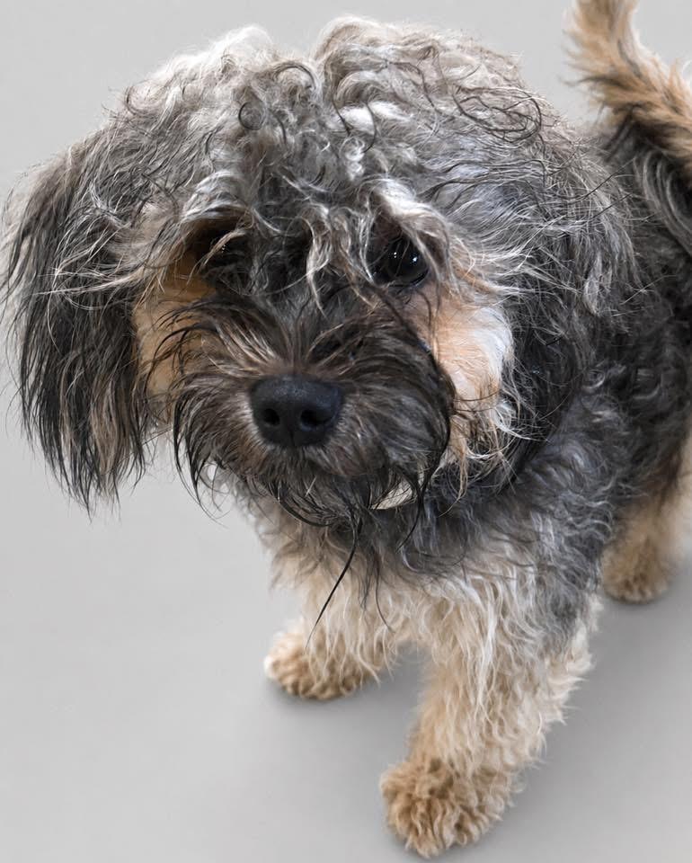Bailey, adopted, Adult Female Shih Tzu & Yorkshire Terrier.