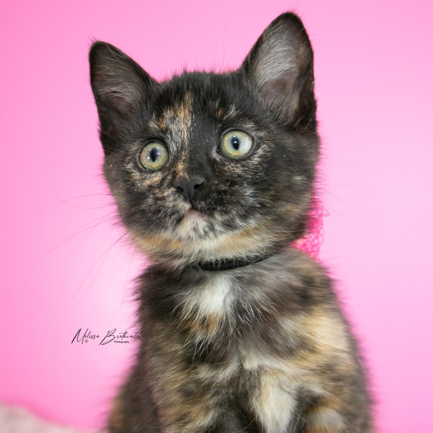 Enlarge Grace, a Adoptable Torbie in Calgary, AB image 3/5